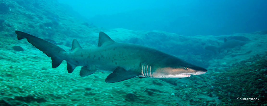 Foto del tiburón Carcharias taurus